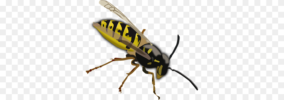 Wasp Animal, Bee, Insect, Invertebrate Free Png Download