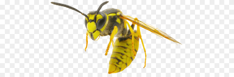 Wasp, Animal, Bee, Insect, Invertebrate Free Transparent Png