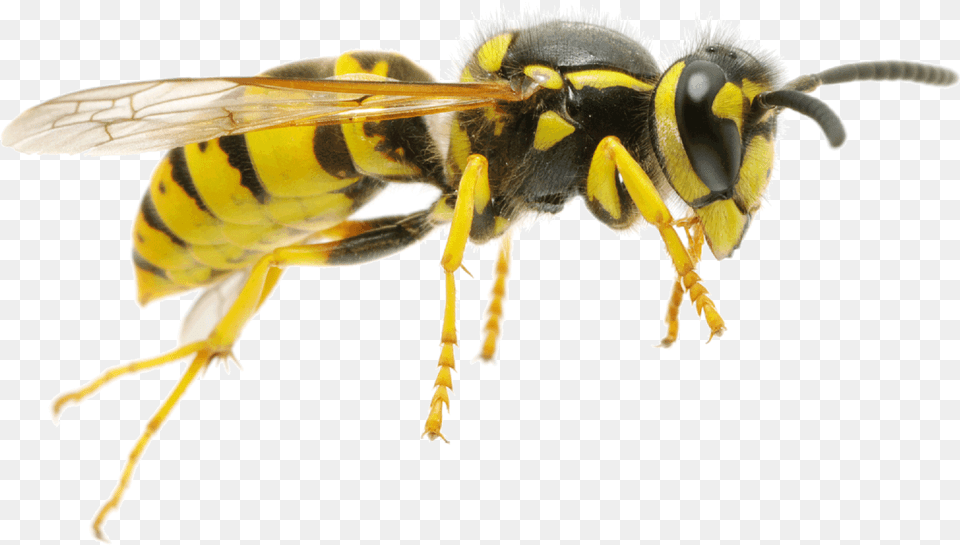 Wasp, Animal, Bee, Insect, Invertebrate Free Png