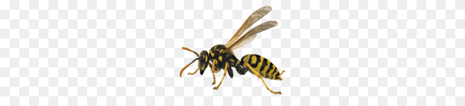 Wasp, Animal, Bee, Insect, Invertebrate Free Png