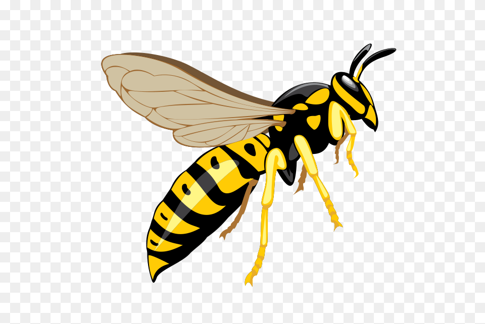 Wasp, Animal, Bee, Insect, Invertebrate Free Png Download