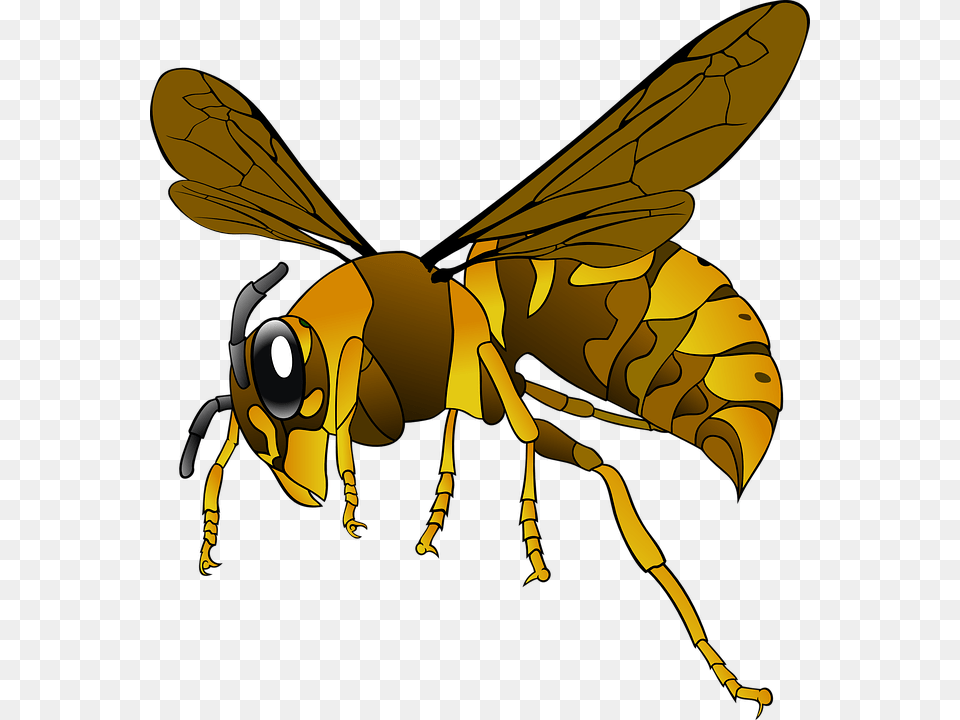 Wasp, Animal, Bee, Insect, Invertebrate Free Png Download