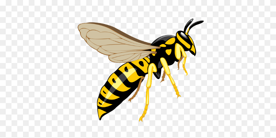 Wasp, Animal, Bee, Insect, Invertebrate Png