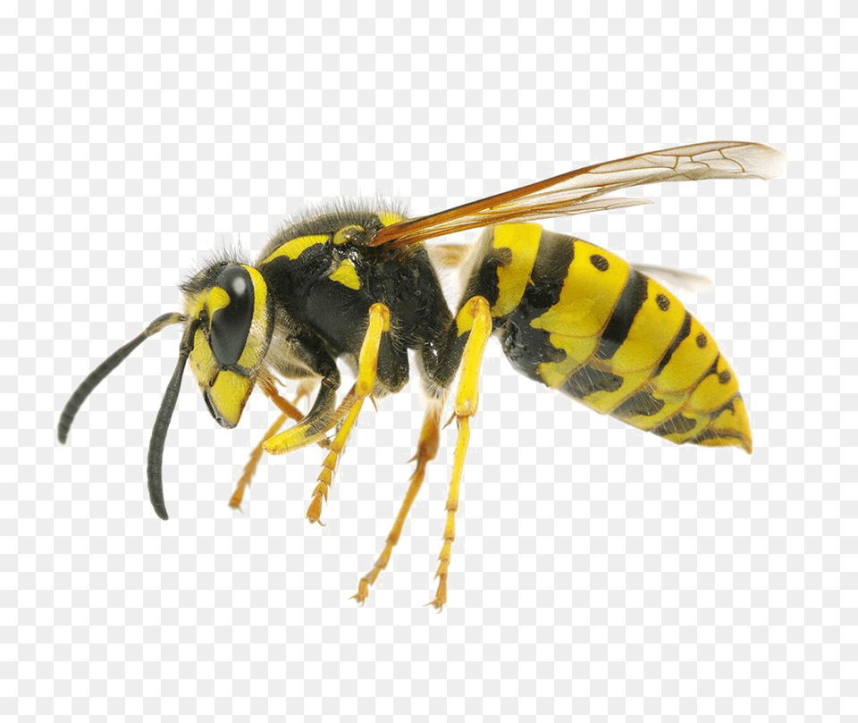 Wasp, Animal, Bee, Insect, Invertebrate Free Png