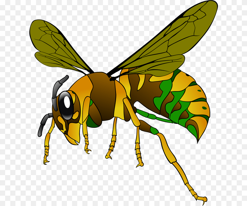 Wasp, Animal, Bee, Insect, Invertebrate Png Image