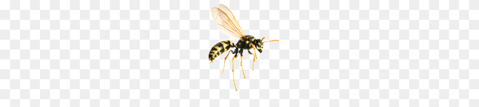 Wasp, Animal, Bee, Insect, Invertebrate Free Png