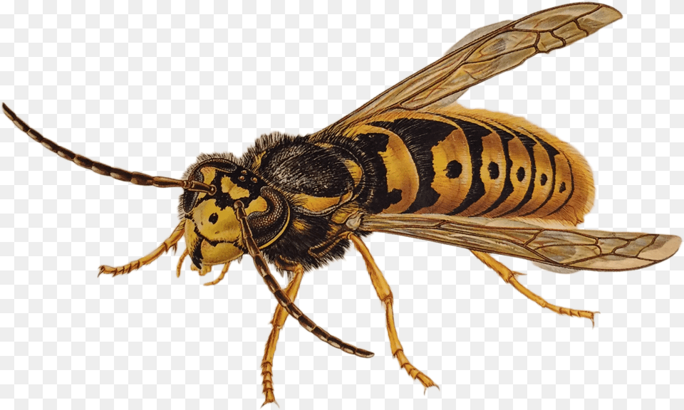 Wasp, Animal, Bee, Insect, Invertebrate Png