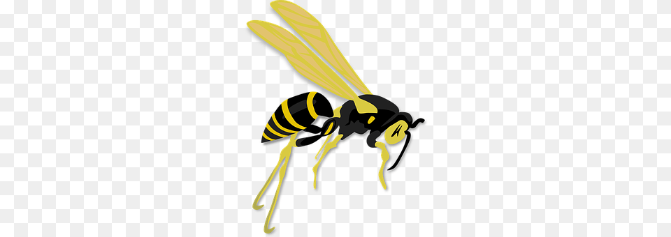 Wasp Animal, Invertebrate, Insect, Bee Free Transparent Png