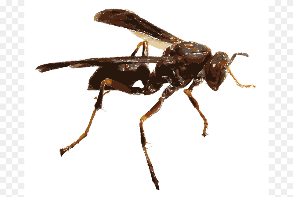 Wasp, Animal, Bee, Insect, Invertebrate Png