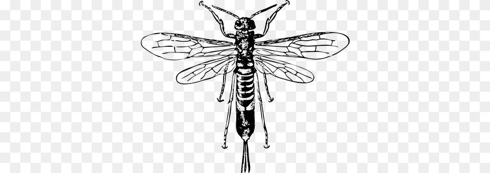 Wasp Gray Png Image