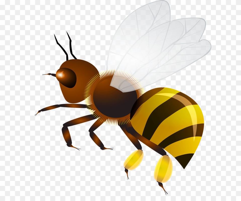 Wasp, Animal, Bee, Honey Bee, Insect Free Png