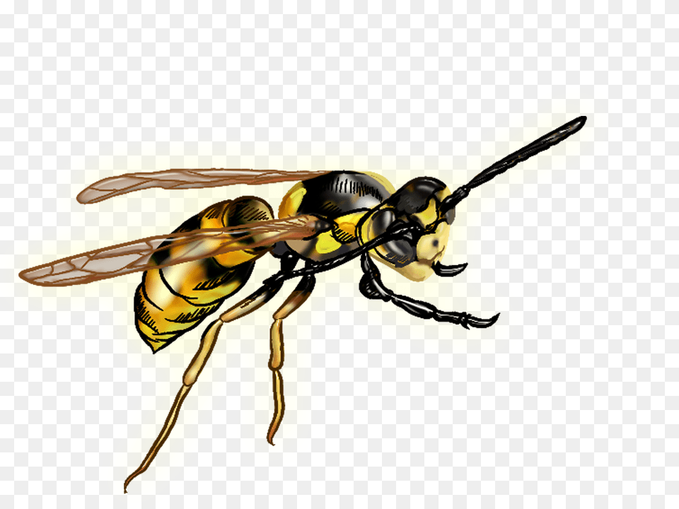 Wasp, Animal, Bee, Insect, Invertebrate Free Transparent Png