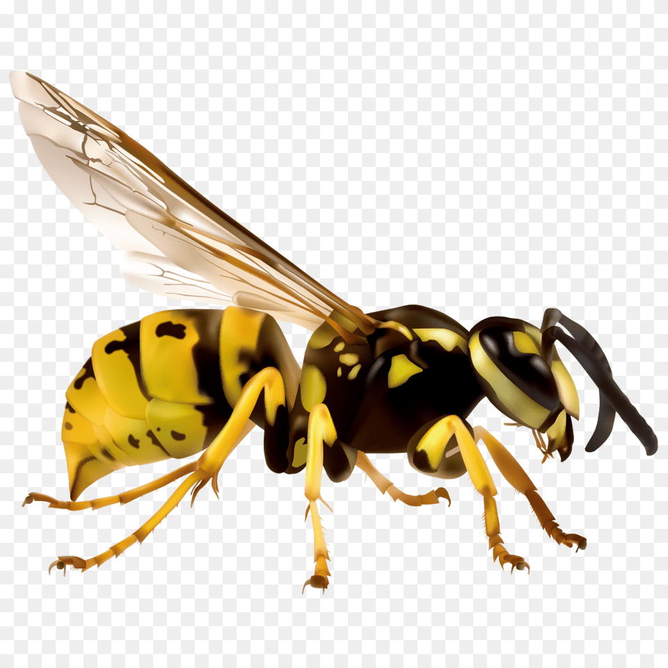 Wasp, Animal, Bee, Insect, Invertebrate Free Png