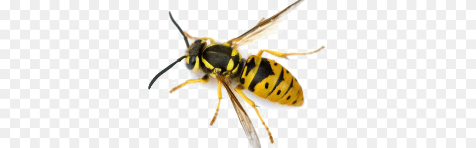 Wasp, Animal, Bee, Insect, Invertebrate Png