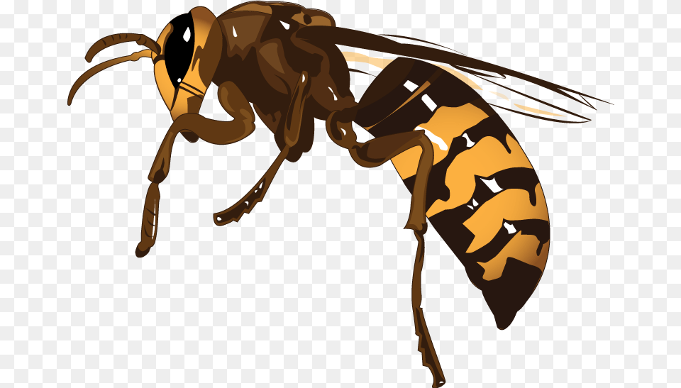 Wasp, Animal, Bee, Insect, Invertebrate Free Transparent Png