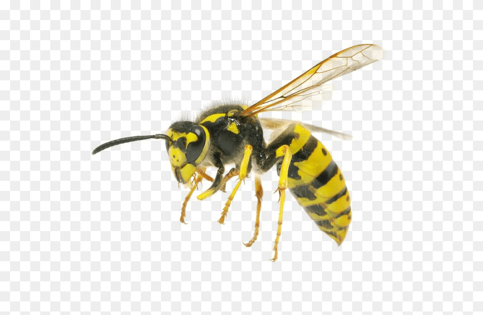 Wasp, Animal, Bee, Insect, Invertebrate Free Png