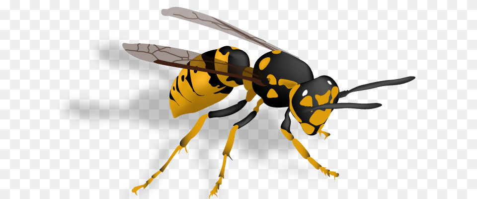 Wasp, Animal, Bee, Insect, Invertebrate Free Transparent Png