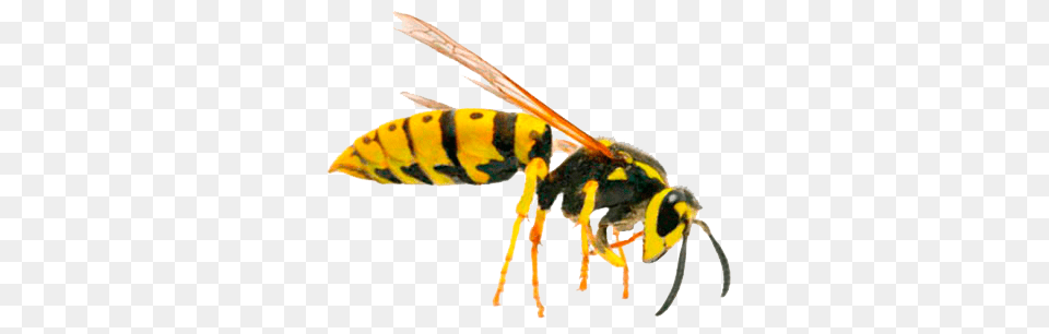 Wasp, Animal, Bee, Insect, Invertebrate Free Transparent Png