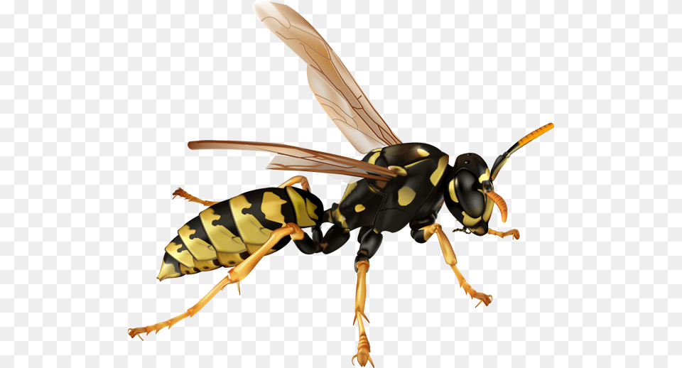 Wasp, Animal, Bee, Insect, Invertebrate Free Png
