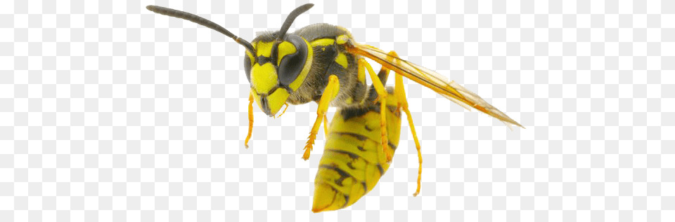 Wasp, Animal, Bee, Insect, Invertebrate Png Image