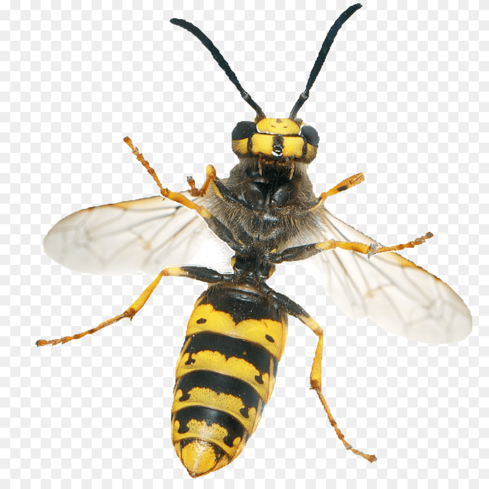 Wasp, Animal, Bee, Insect, Invertebrate Png Image