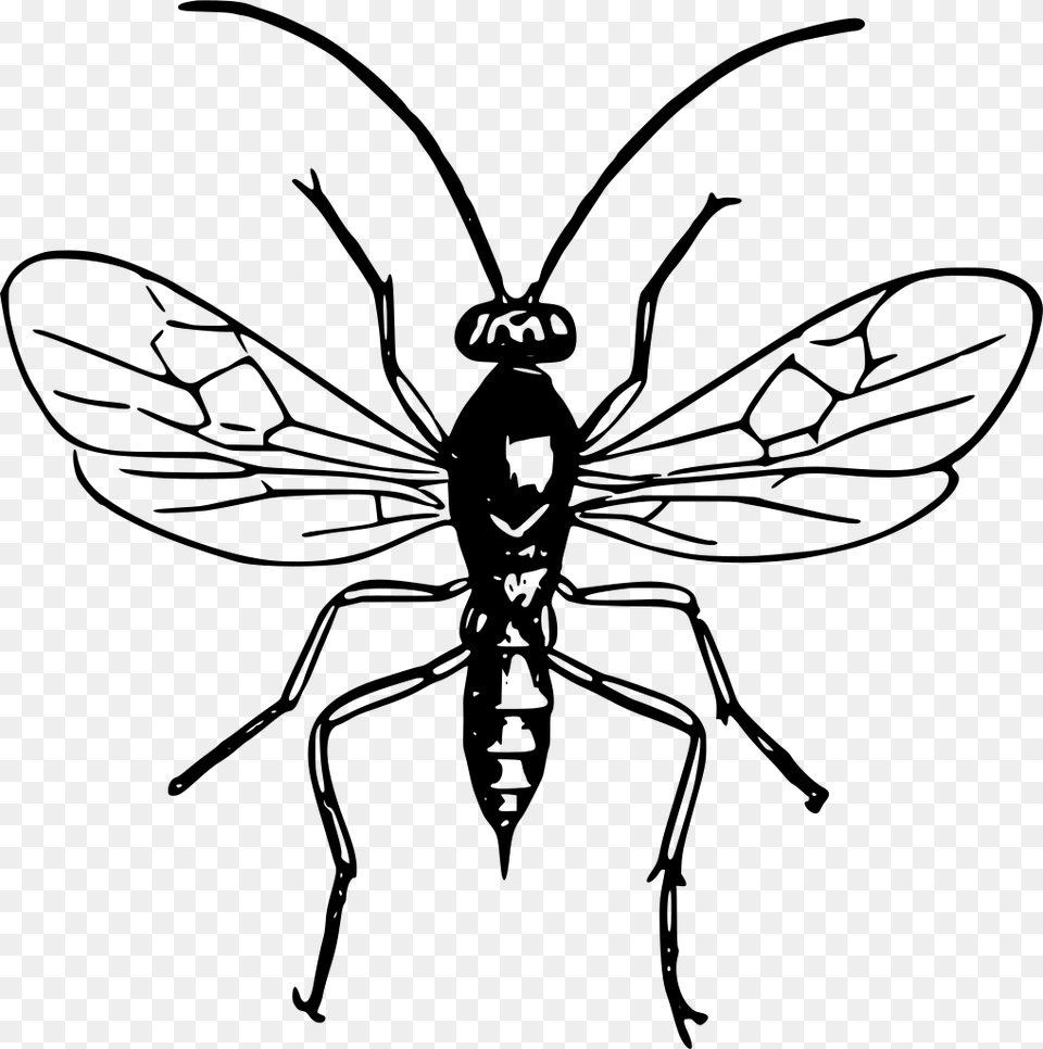 Wasp Black And White Wasp Clip Art, Gray Png
