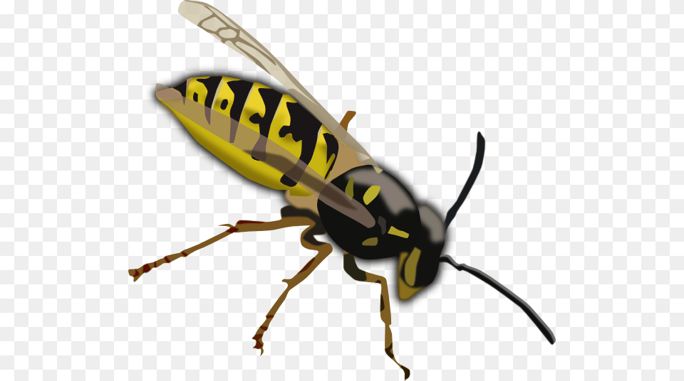 Wasp Clip Art, Animal, Bee, Insect, Invertebrate Free Png