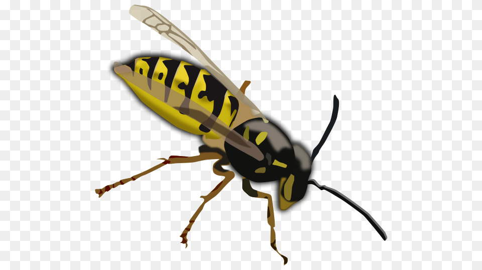 Wasp Clip Arts For Web, Animal, Bee, Insect, Invertebrate Png