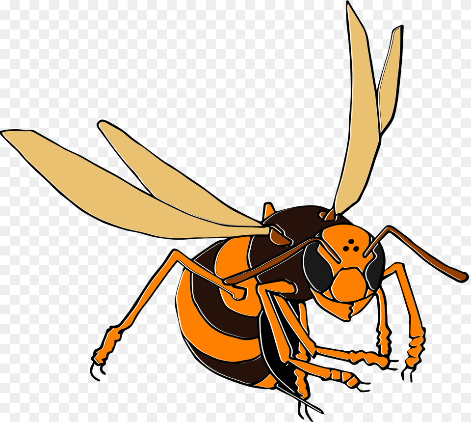 Wasp Clipart, Animal, Bee, Insect, Invertebrate Free Transparent Png