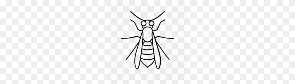 Wasp Clipart, Animal, Bee, Insect, Invertebrate Free Png