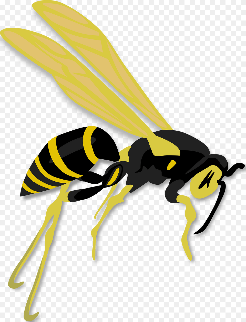 Wasp Clipart, Animal, Bee, Insect, Invertebrate Png Image