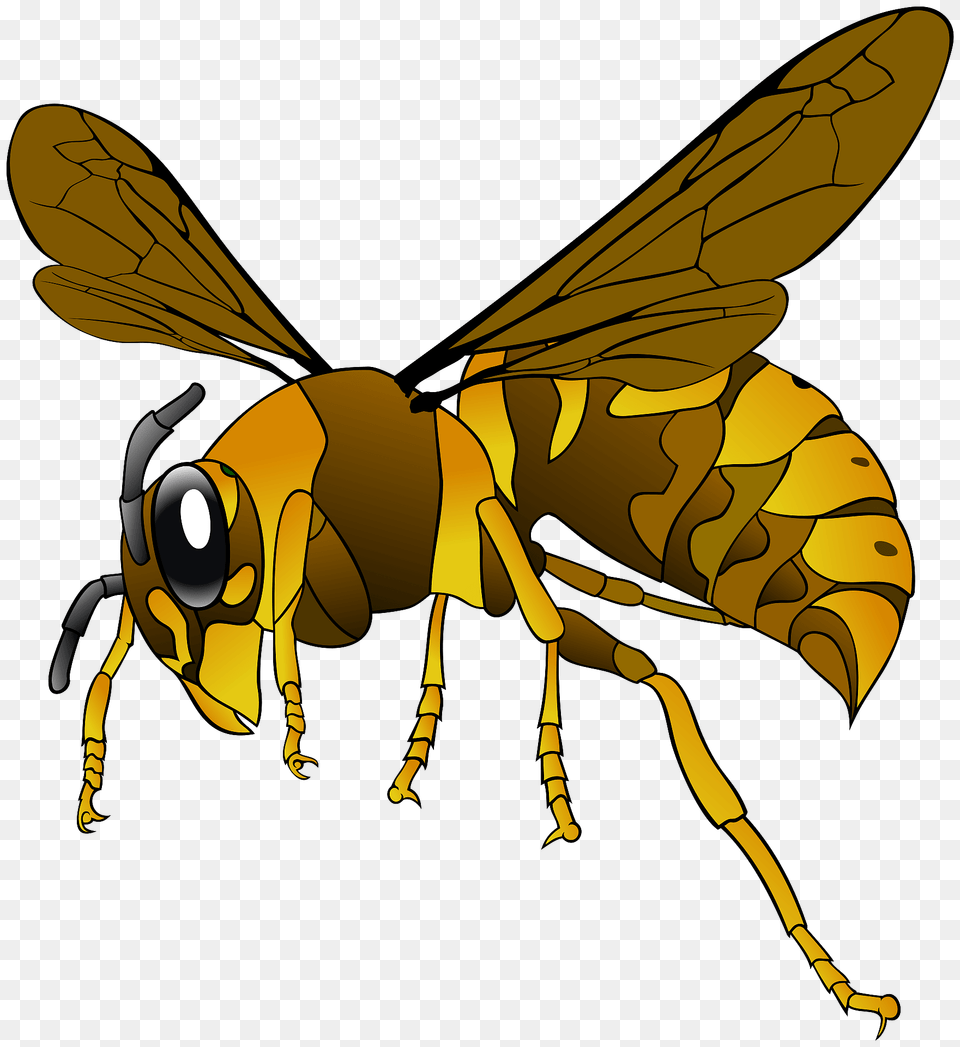 Wasp Clipart, Animal, Bee, Insect, Invertebrate Free Transparent Png