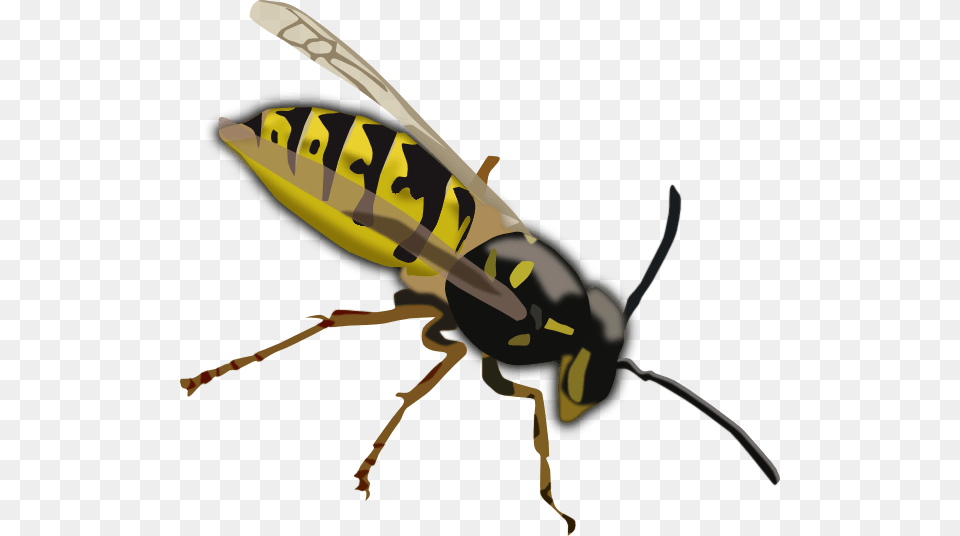 Wasp Cliparts, Animal, Bee, Insect, Invertebrate Free Transparent Png