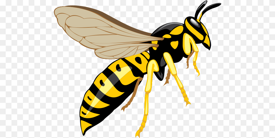 Wasp Image Wasp Clipart, Animal, Bee, Insect, Invertebrate Free Png Download