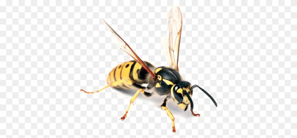 Wasp Image Hornet Bug, Insect, Animal, Bee, Invertebrate Free Png Download