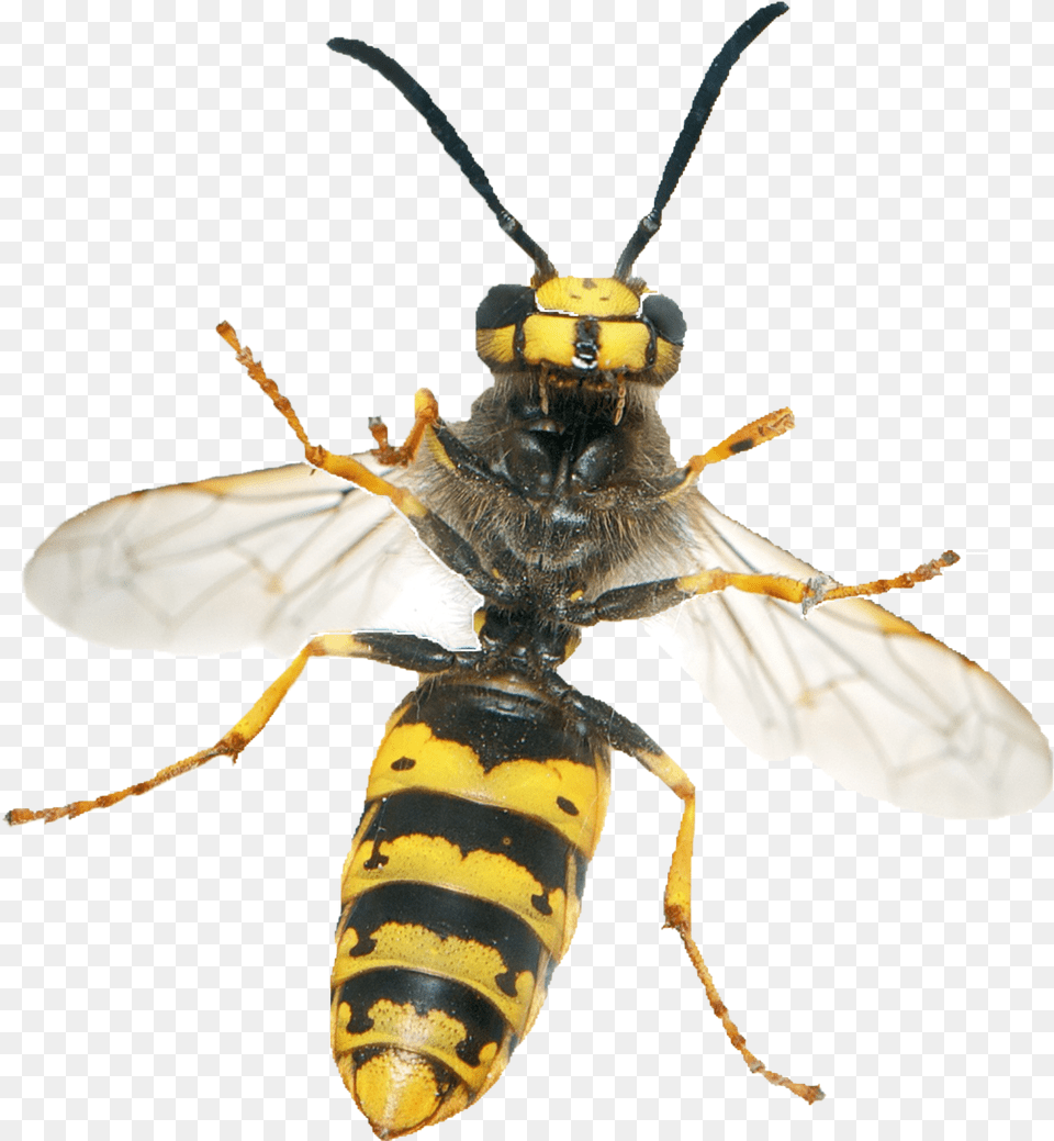 Wasp Get Rid Of A Wasp, Animal, Bee, Insect, Invertebrate Png Image
