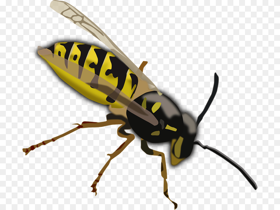 Wasp Hornet Bee Insect Sting Yellow Black Wings Wasp Clipart, Animal, Invertebrate, Bow, Weapon Png