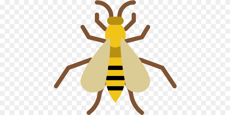 Wasp Icons And Graphics Honeybee, Animal, Bee, Insect, Invertebrate Free Transparent Png