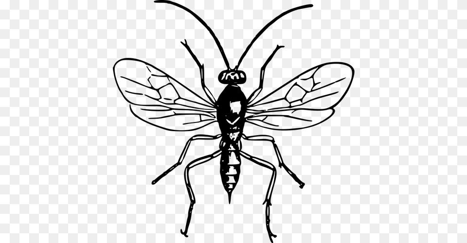 Wasp Image, Gray Free Png