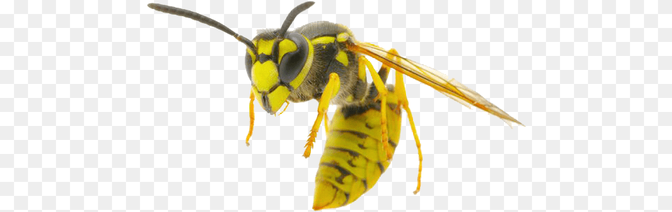 Wasp Images Wasp, Animal, Bee, Insect, Invertebrate Free Png Download