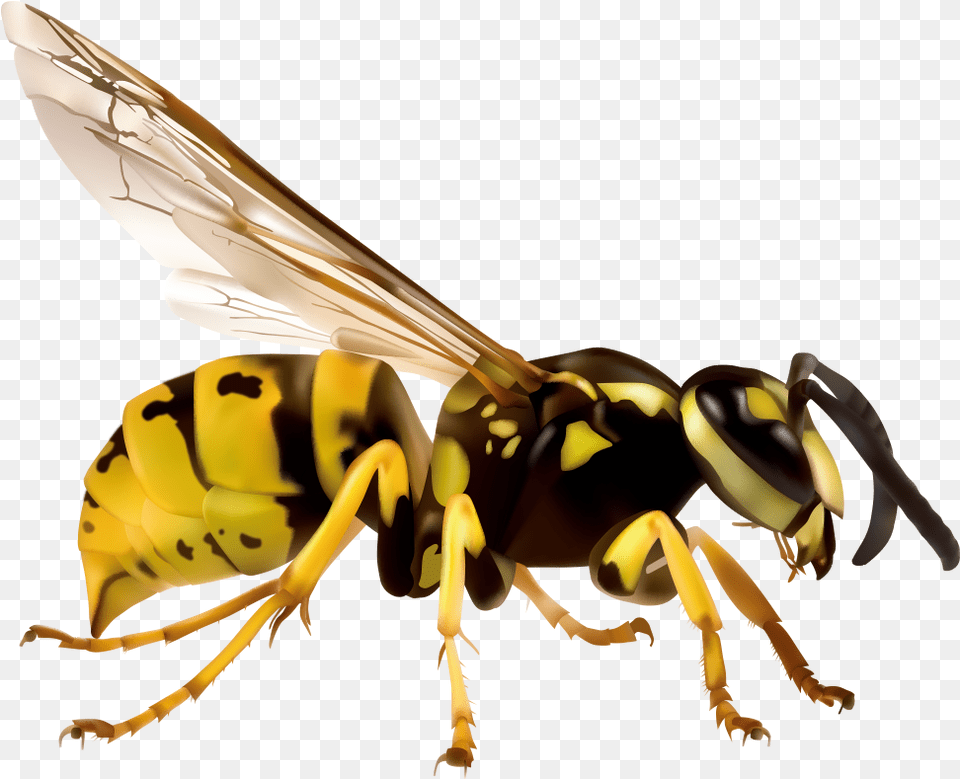Wasp Japanese Giant Hornet, Animal, Bee, Insect, Invertebrate Free Transparent Png