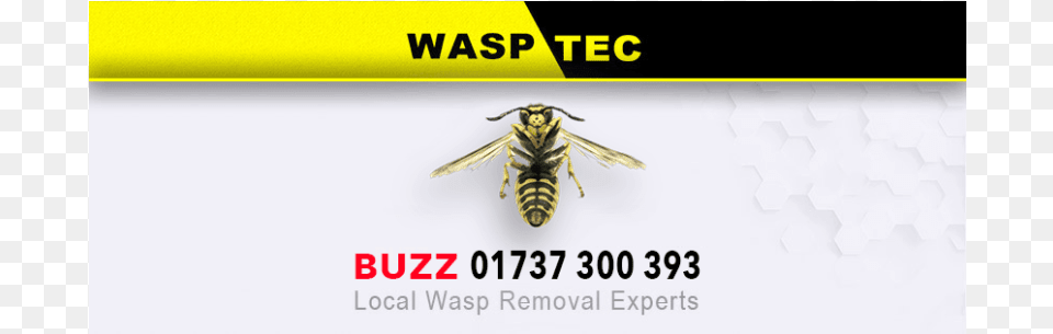 Wasp Nest Removal Redhill Wasptec Wasp Nest Removal Coulsdon, Animal, Bee, Insect, Invertebrate Free Png Download