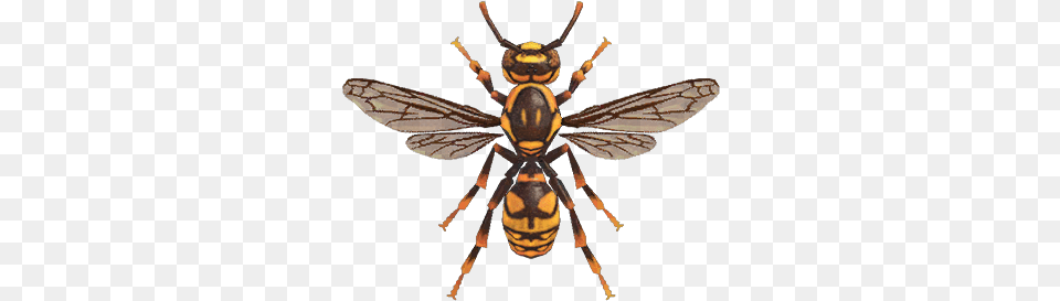 Wasp Nookipedia The Animal Crossing Wiki Animal Crossing New Horizons Wasp, Bee, Insect, Invertebrate, Appliance Free Transparent Png