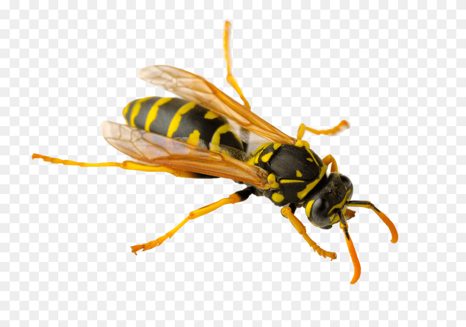 Wasp Paper Wasps In Australia, Animal, Bee, Insect, Invertebrate Png Image