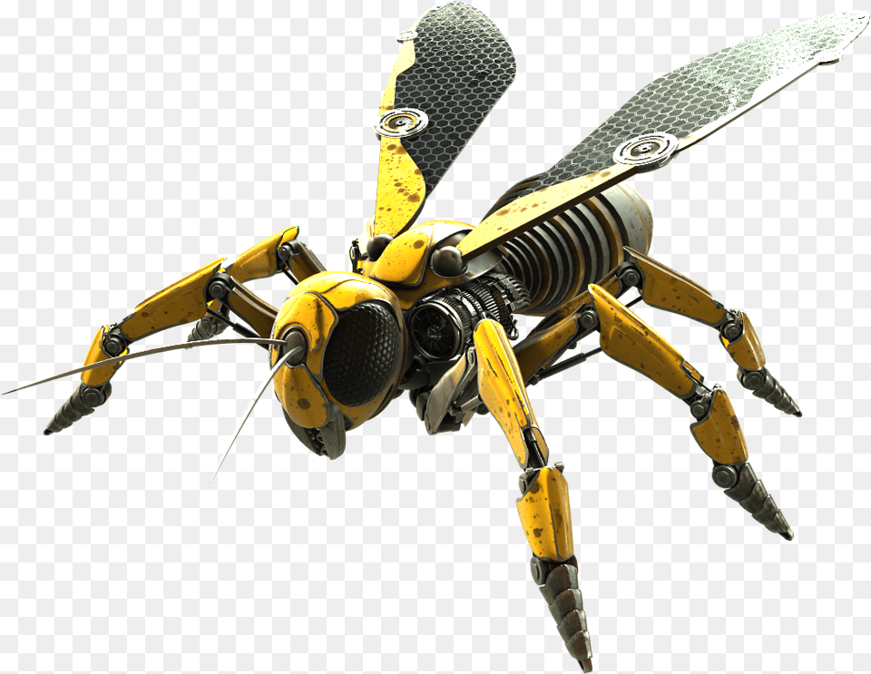 Wasp Photo Wasp, Invertebrate, Insect, Bumblebee, Bee Free Png