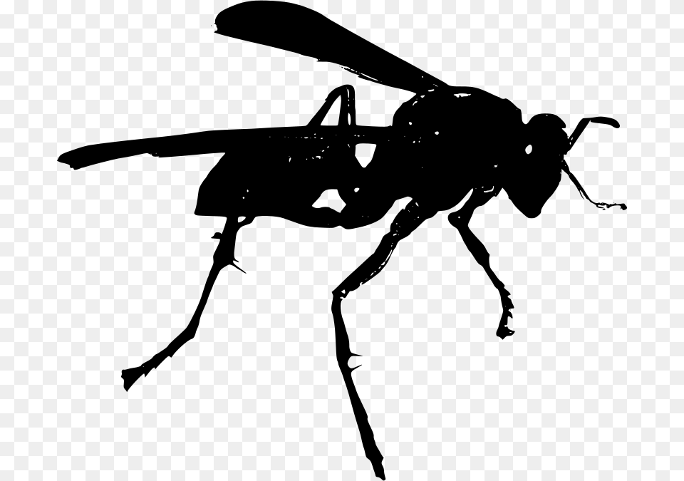 Wasp Po, Gray Free Transparent Png