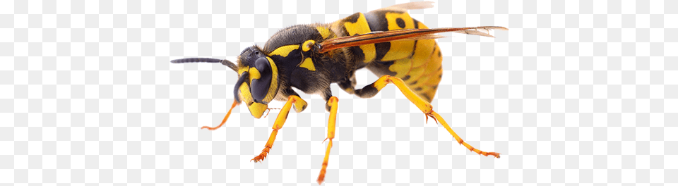 Wasp Treatment Pest Control Dead Wasp, Animal, Bee, Insect, Invertebrate Png