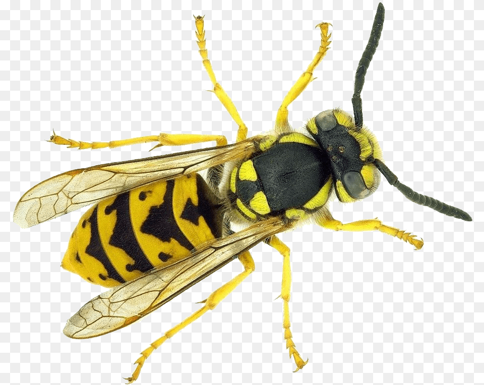 Wasp Vespula Germanica, Animal, Bee, Insect, Invertebrate Png Image