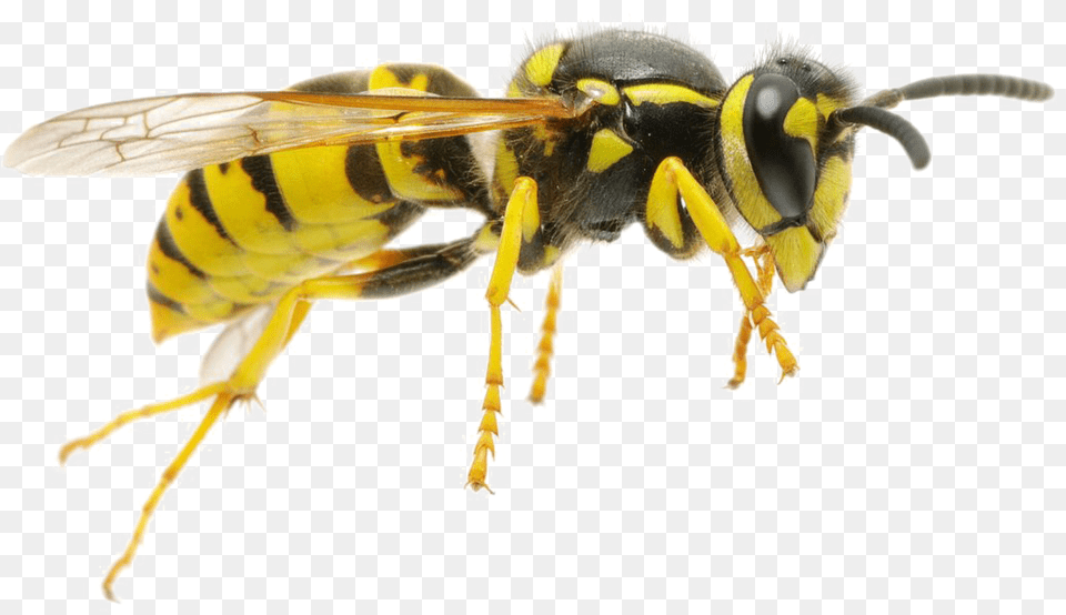 Wasp Wasp, Animal, Bee, Insect, Invertebrate Png