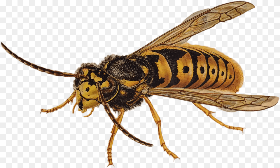 Wasp Wasp, Animal, Bee, Insect, Invertebrate Png Image